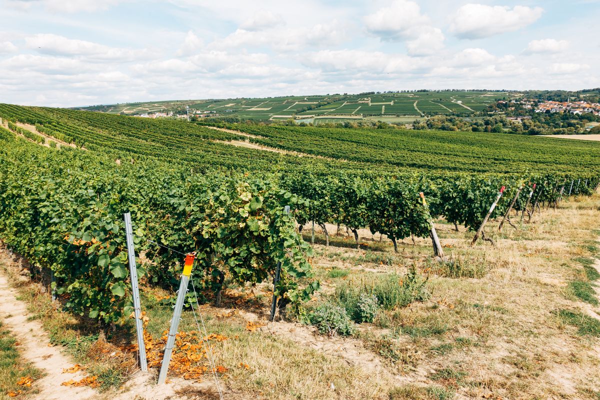 Vineyard Water Store